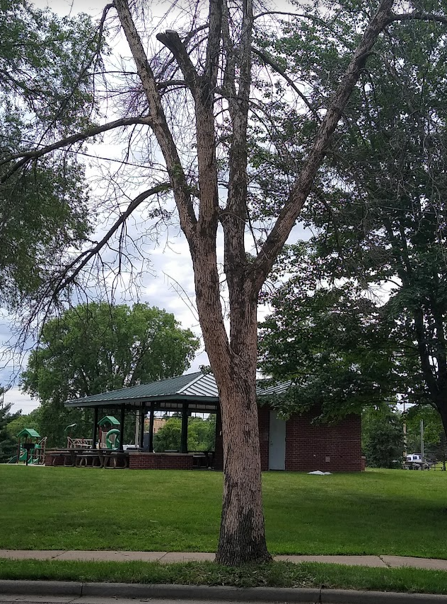 Photo of a boulevard tree infested by Emerald Ash Borer beetles. The tree is standing dead and sections of bark are missing.