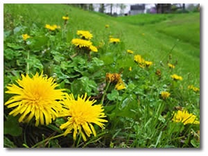 Dandelions