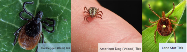 Picutre of blacklegged and american dog and lone star ticks